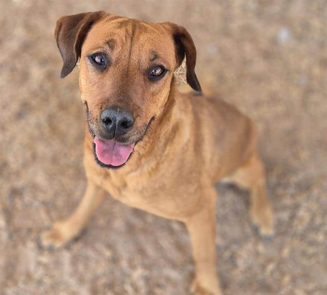 PIPPA - Rottweiler / Labrador Retriever available for adoption