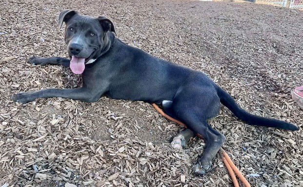 KNICKERS - American Pit Bull Terrier available for adoption