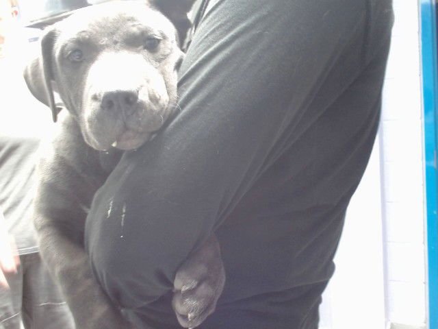 GEORGE - American Pit Bull Terrier available for adoption