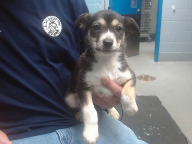 REMY - Collie available for adoption