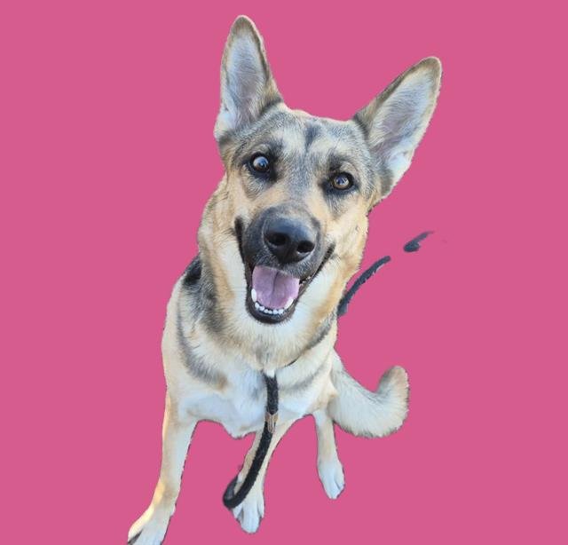 ERIS - German Shepherd Dog available for adoption
