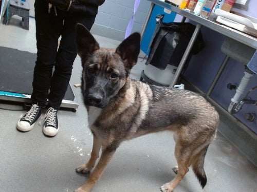 SHELBY - Belgian Shepherd Malinois available for adoption