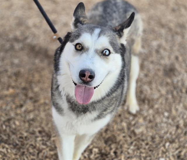 LUNA - Husky available for adoption