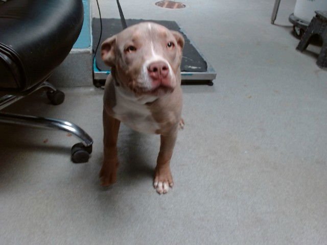 HAZEL - American Pit Bull Terrier available for adoption