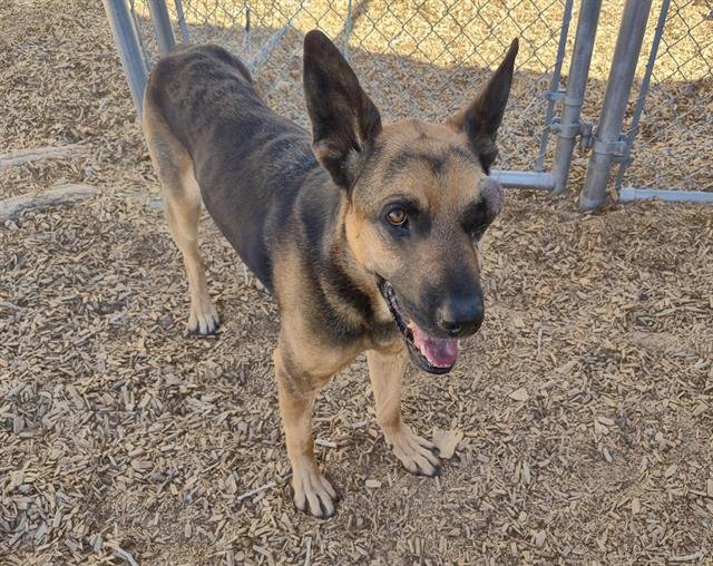 BAYMAX - German Shepherd Dog available for adoption