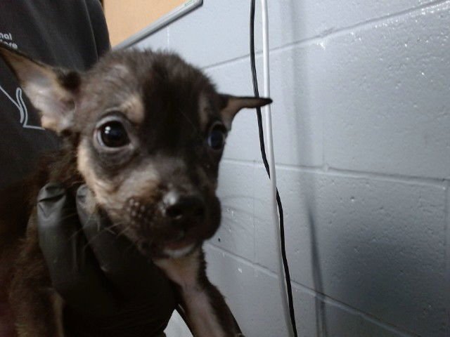 BRENT - German Shepherd Dog available for adoption