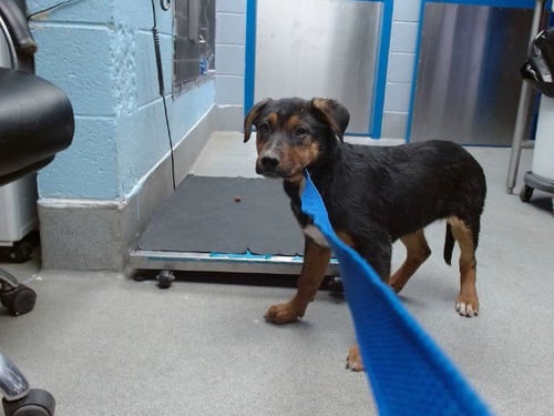 BISCOCHITO - German Shepherd Dog available for adoption