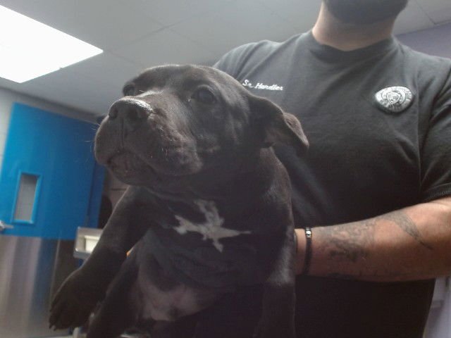 DANIEL - American Pit Bull Terrier available for adoption