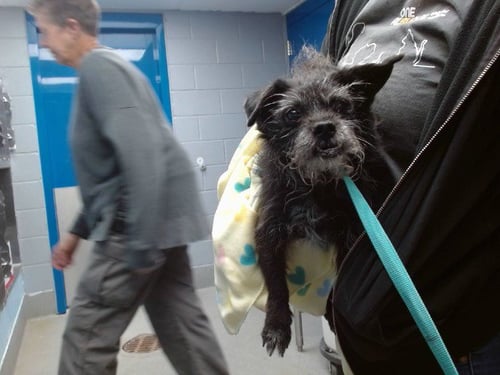 CHAI - Scottish Terrier Scottie available for adoption