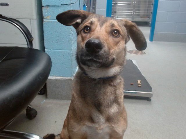 RILEY - Australian Cattle Dog/Blue Heeler available for adoption
