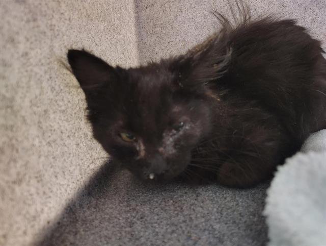 SHEAMUS - Domestic Short Hair available for adoption