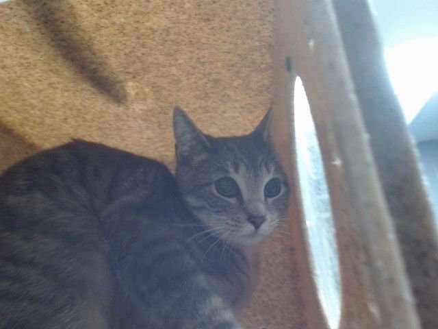 MISTY - Domestic Short Hair available for adoption