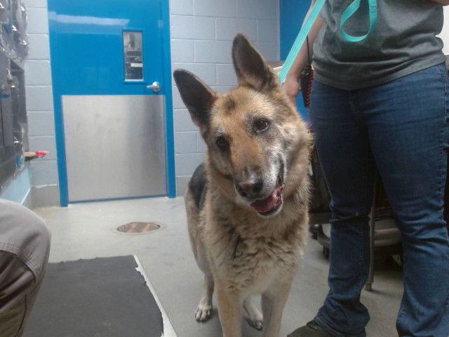 TRIXIE - German Shepherd Dog available for adoption
