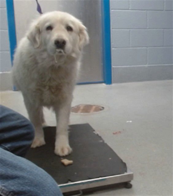 CHUCHA - Great Pyrenees available for adoption