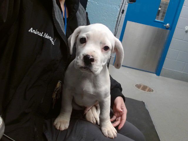 BLIZZARD - Boxer available for adoption