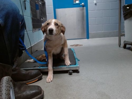 MUPPET - Australian Cattle Dog/Blue Heeler available for adoption