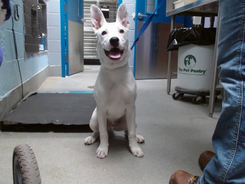 TILLAMOOK - Australian Cattle Dog/Blue Heeler available for adoption