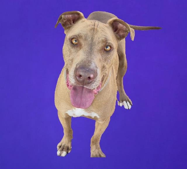 JOY BOY - American Pit Bull Terrier available for adoption