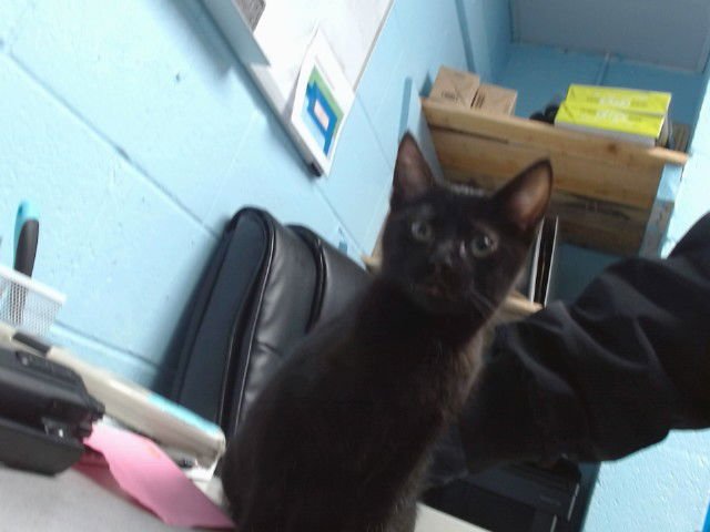 SCARLETT - Domestic Short Hair available for adoption