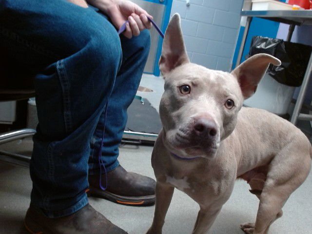 HELENE - American Pit Bull Terrier available for adoption
