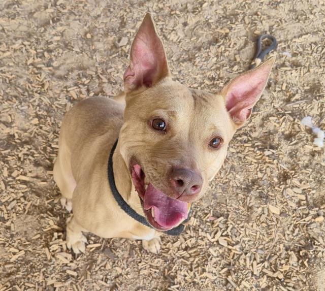 ROSEBUD - American Pit Bull Terrier available for adoption