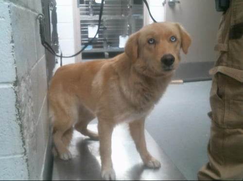 MOZE - Golden Retriever / Husky available for adoption