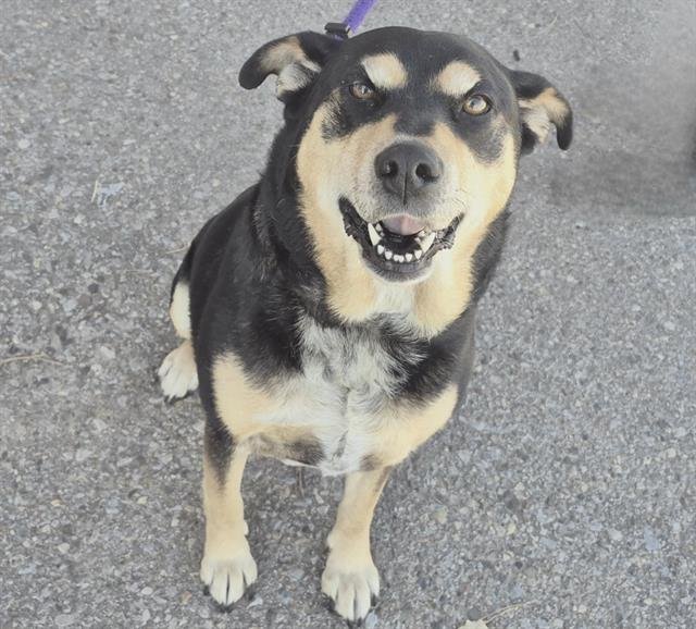 BUGGY - Rottweiler available for adoption