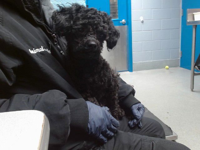 POLO - Poodle (Toy) available for adoption