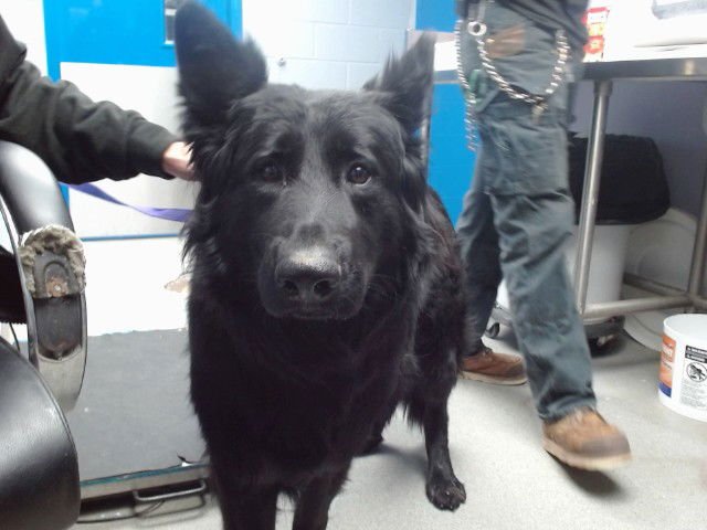 MOGLI - Belgian Shepherd Tervuren available for adoption