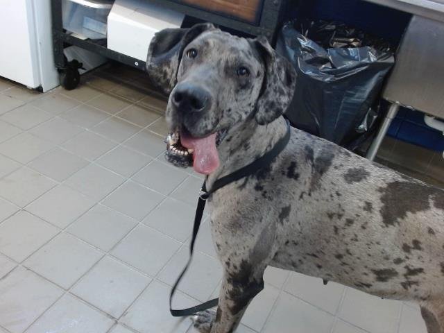 ARIAT - Great Dane available for adoption