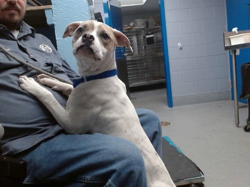 RAIN - American Pit Bull Terrier available for adoption
