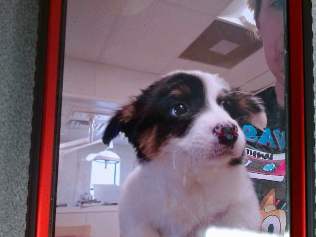 PAIGE - Border Collie available for adoption