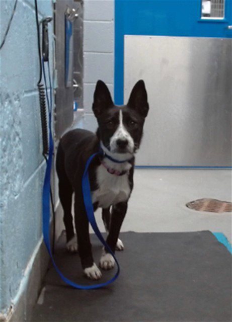 BLUEY Image