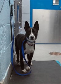 BLUEY - Photo 1