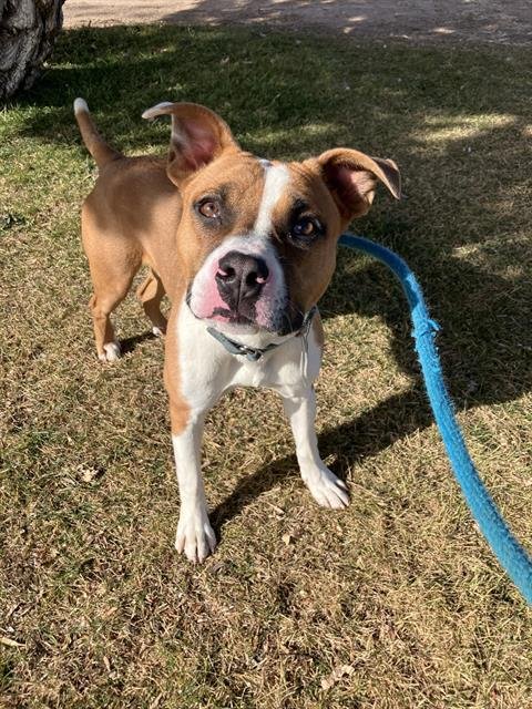 ZUNI - American Pit Bull Terrier available for adoption