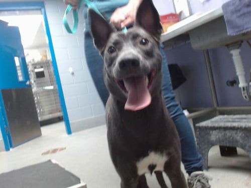 IVARY - Australian Kelpie available for adoption