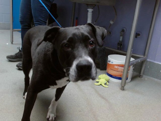 SOX - American Pit Bull Terrier available for adoption