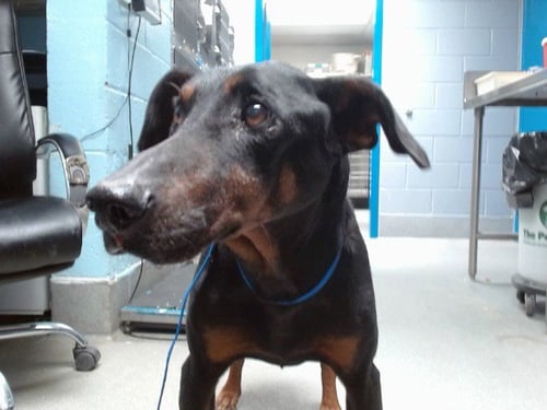 DEUCE - Doberman Pinscher available for adoption
