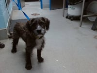 TOBBY - Photo 1