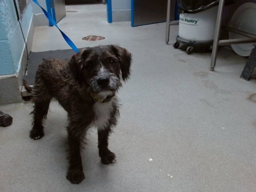 TOBBY - Skye Terrier available for adoption