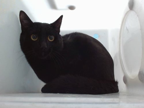 JOSE - Domestic Short Hair available for adoption