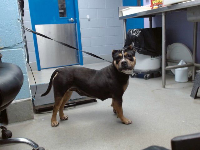 PRINCESS - American Staffordshire Terrier available for adoption