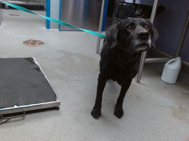 WRIGLEY - Labrador Retriever available for adoption