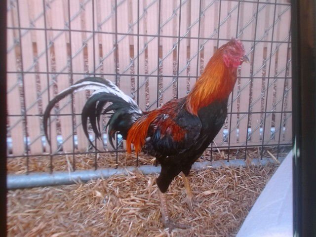 ROOSTER #1