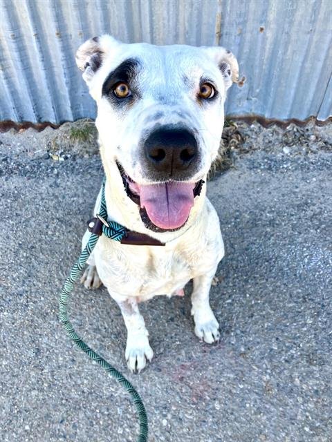 JAMONICA - Pit Bull Terrier available for adoption