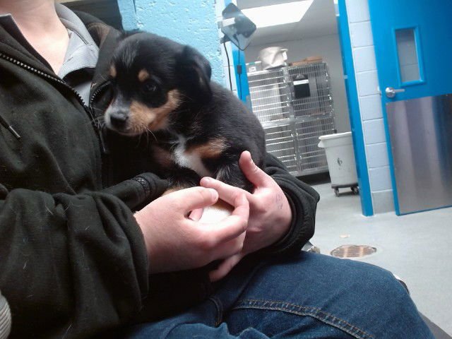 ONYX - Labrador Retriever available for adoption