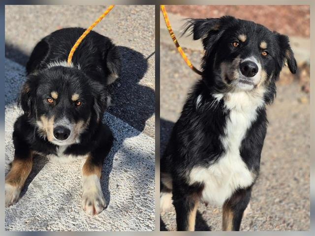 CALVIN - Australian Shepherd available for adoption