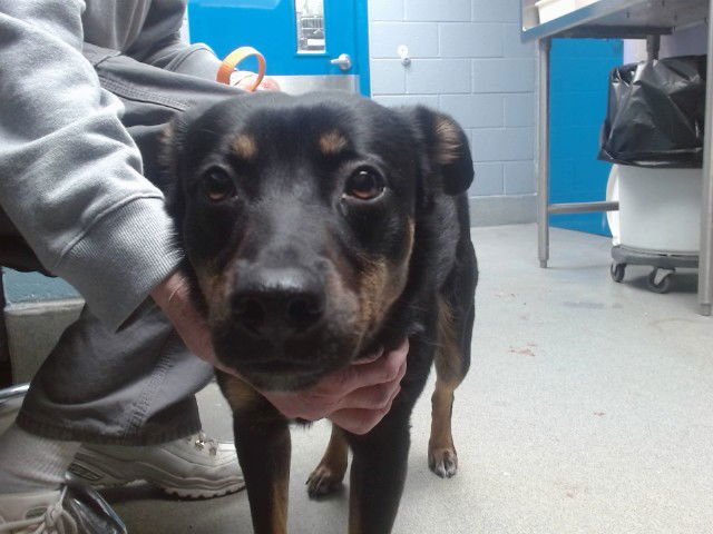 PETAL - Australian Kelpie available for adoption