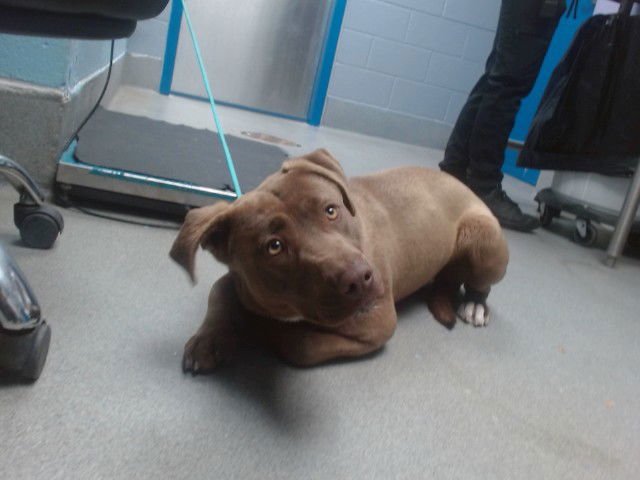 TAWNY - Labrador Retriever available for adoption