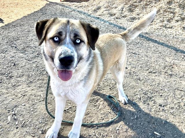 CHIMMY - Saint Bernard / German Shepherd Dog available for adoption